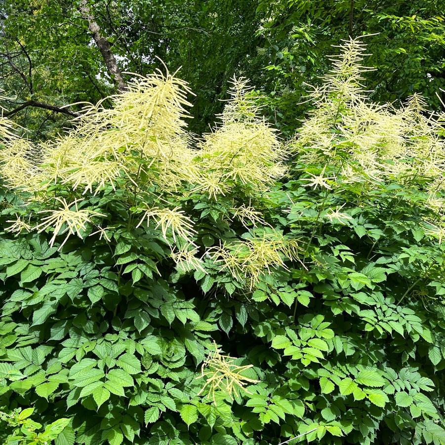 Aruncus dioicus - Eastern Goatsbeard from Babikow Wholesale Nursery