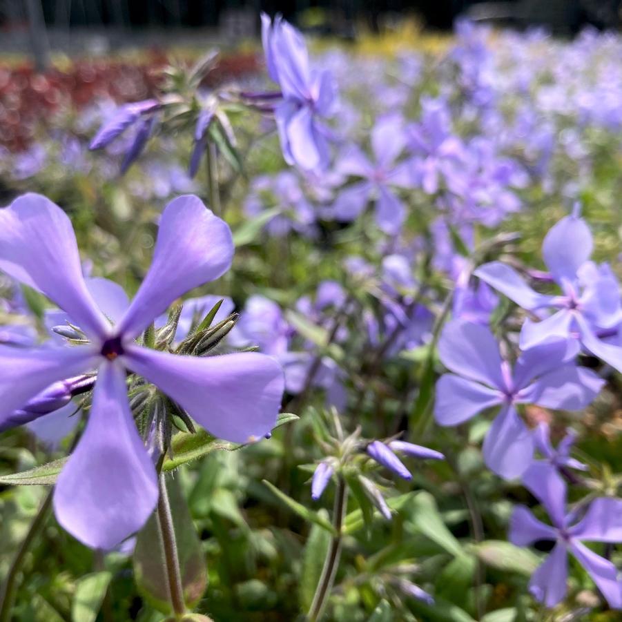 Phlox divaricata - Wild Blue Phlox from Babikow Wholesale Nursery