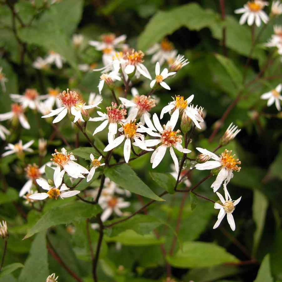 Aster divaricatus - White Wood Aster from Babikow Wholesale Nursery