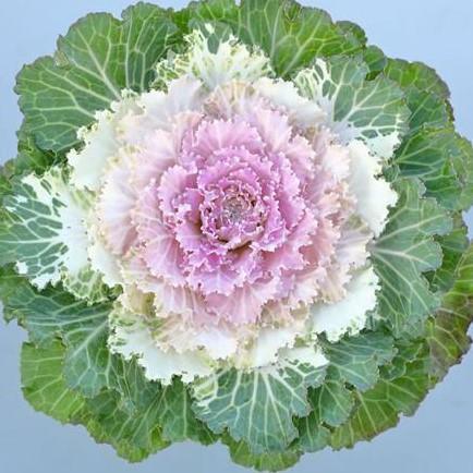 Kale Osaka IQ 'Pink Bicolor' - from Babikow Wholesale Nursery