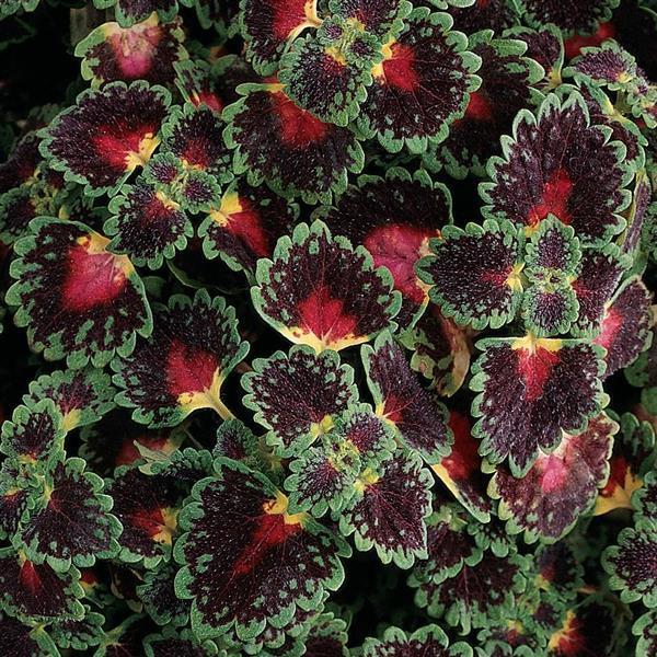 Coleus 'Lava Rose' - from Babikow Wholesale Nursery