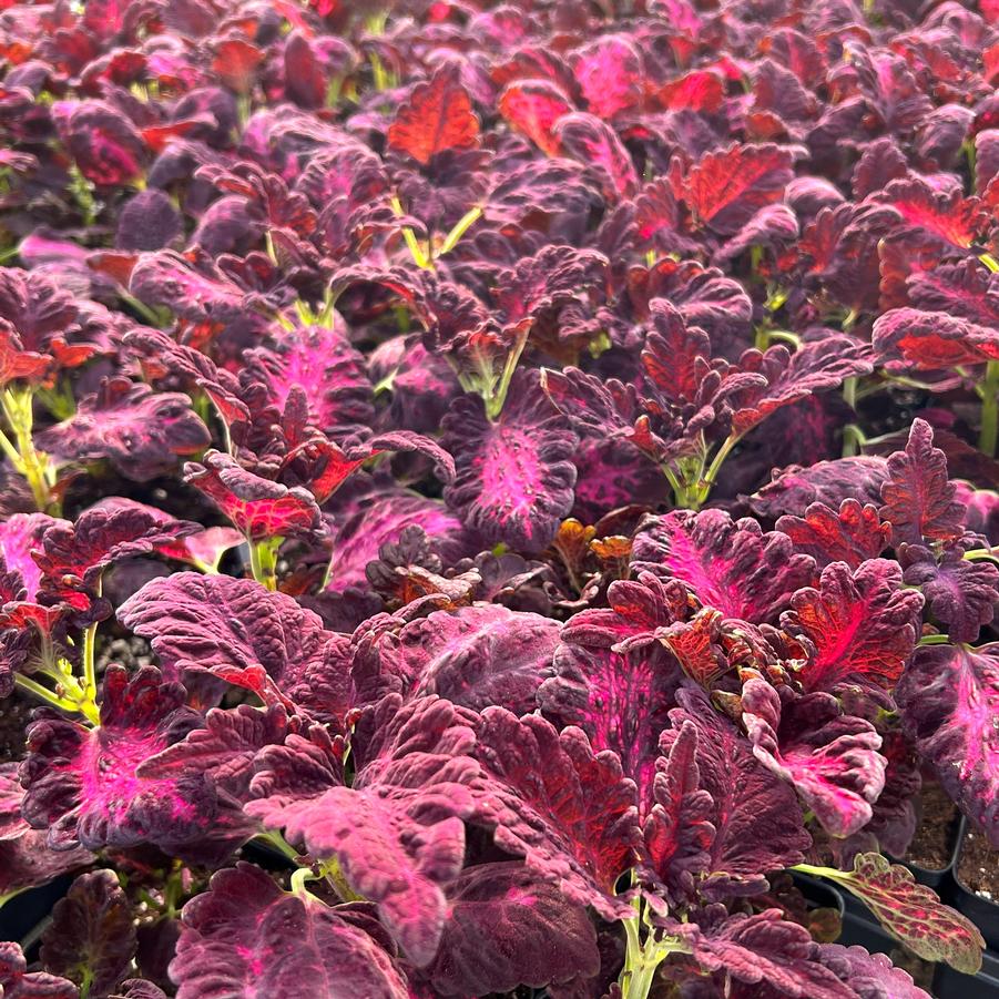 Coleus 'Black Dragon' - from Babikow Wholesale Nursery