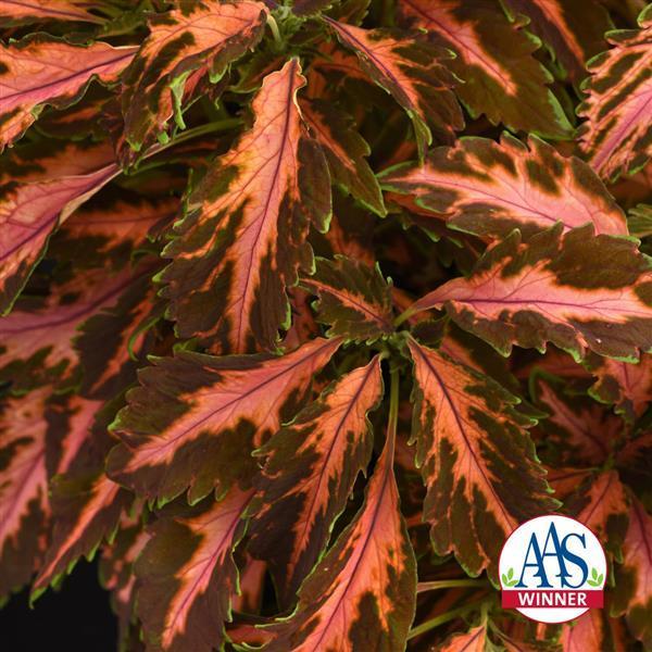 Coleus Sun Premium 'Coral Candy' - from Babikow Wholesale Nursery