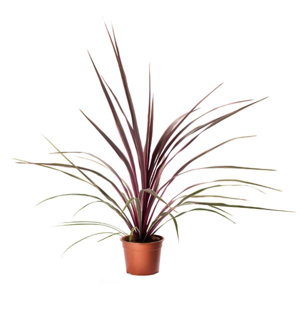 Cordyline 'Can Can' - from Babikow Wholesale Nursery