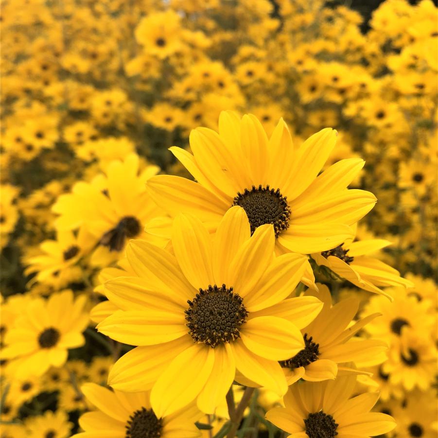 Helianthus ang. 'Gold Lace' - Swamp Sunflower from Babikow Wholesale Nursery