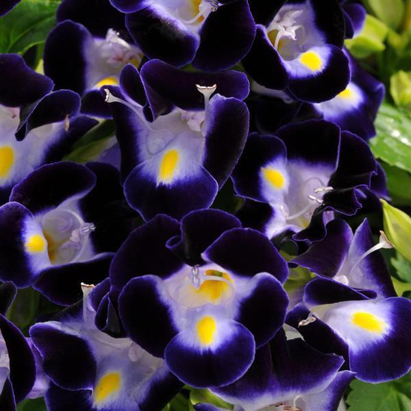 Torenia Kauai 'Deep Blue' - Wishbone Plant from Babikow Wholesale Nursery