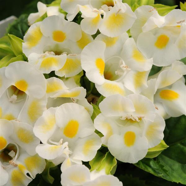 Torenia Kauai 'Lemon Drop' - Wishbone Plant from Babikow Wholesale Nursery