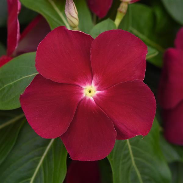 Vinca Titan 'Cranberry' - from Babikow Wholesale Nursery