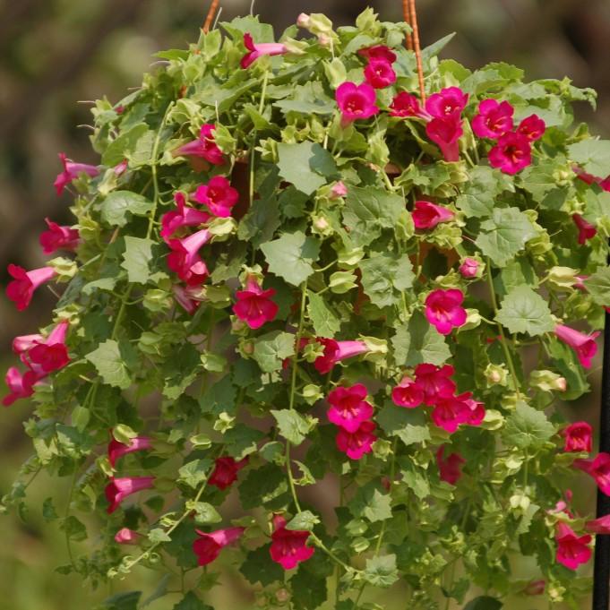 Lophospermum Lofos 'Compact Rose' - from Babikow Wholesale Nursery