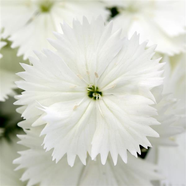 Dianthus Floral Lace White