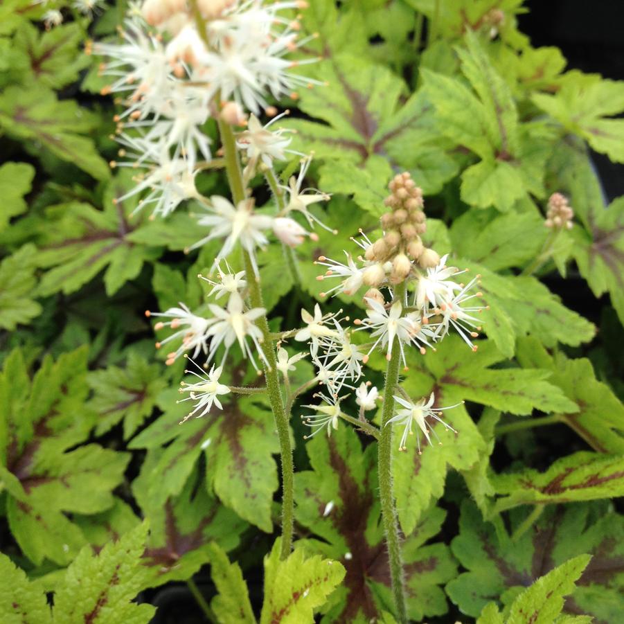 Tiarella 'Elizabeth Oliver' - Foamflower from Babikow Wholesale Nursery