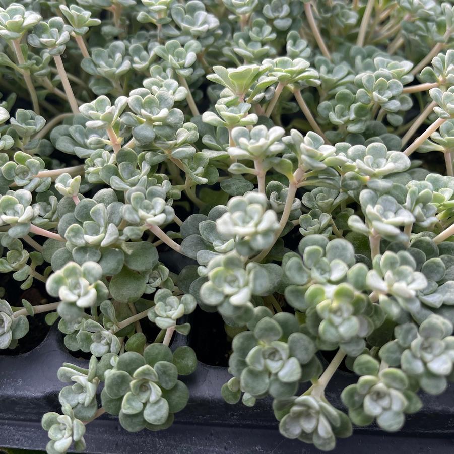 Sedum 'Cape Blanco' - from Babikow Wholesale Nursery