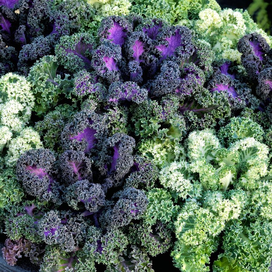 Ornamental Kale Yokohama 'Mix' - from Babikow Wholesale Nursery