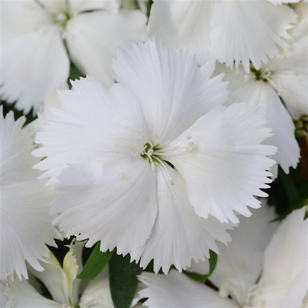 Dianthus Coronet 'White' - from Babikow Wholesale Nursery