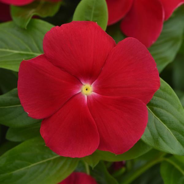 Vinca Titan-ium 'Really Red' - from Babikow Wholesale Nursery