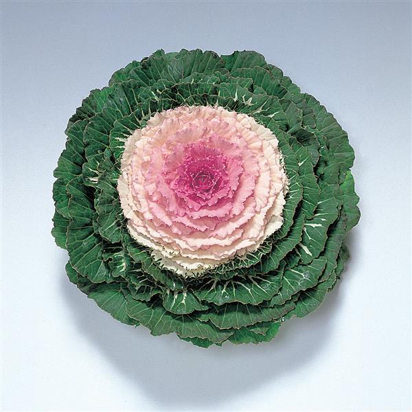 Kale Pigeon 'Victoria' - from Babikow Wholesale Nursery