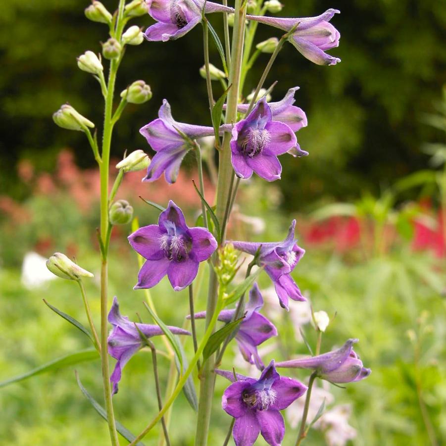 Delphinium exaltatum - Tall Larkspur from Babikow Wholesale Nursery