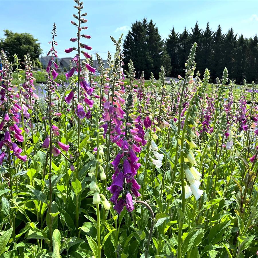 Digitalis pur. 'Excelsior Hybrids' - Foxglove from Babikow Wholesale Nursery