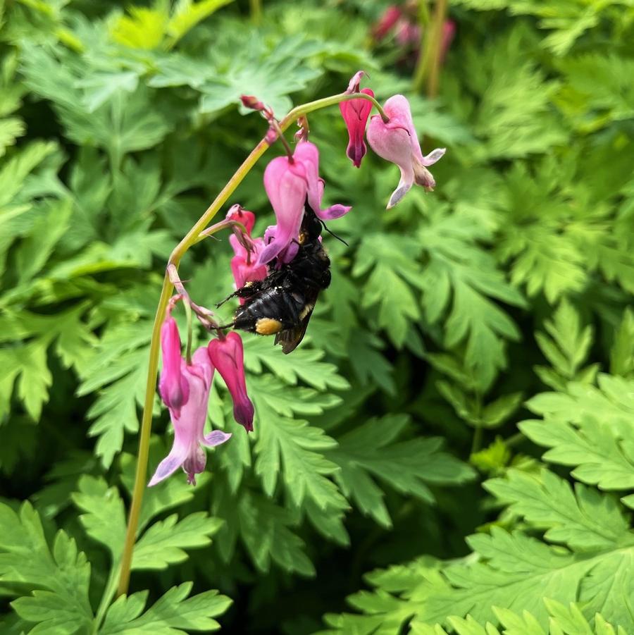 Dicentra eximia - Wild Bleeding Heart from Babikow Wholesale Nursery