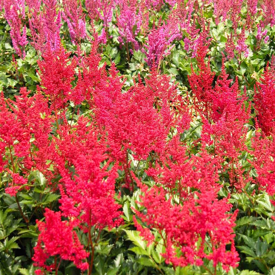 Astilbe are. 'Fanal' - False Spirea from Babikow Wholesale Nursery