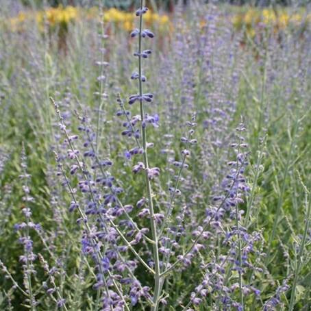 Perovskia atr. 'Filagran' - Russian Sage from Babikow