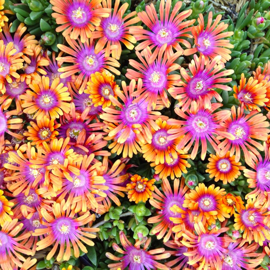 Delosperma x 'Fire Spinner®' - Ice Plant from Babikow Wholesale Nursery