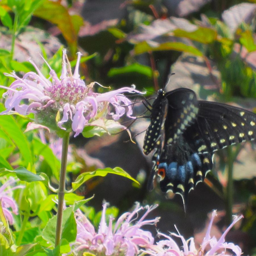 Monarda fistulosa - Wild Bergamot from Babikow Wholesale Nursery