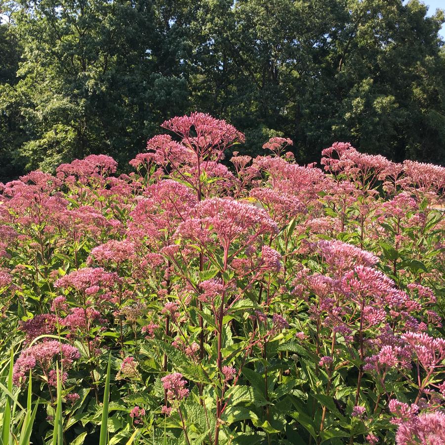 Eupatorium fistulosum - Joe Pye Weed from Babikow Wholesale Nursery