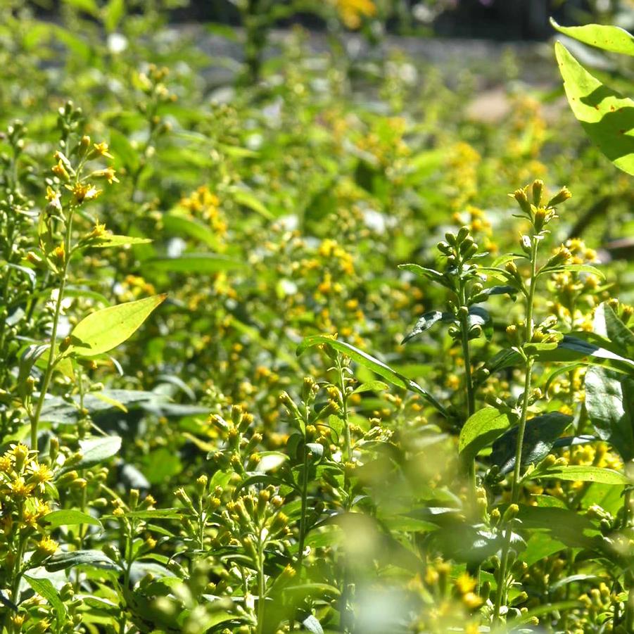 Solidago flexicaulis - Zig Zag Goldenrod from Babikow Wholesale Nursery