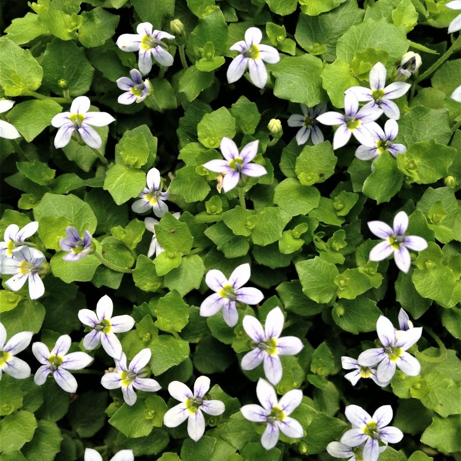 Isotoma fluviatilis - Blue Star Creeper from Babikow Wholesale Nursery