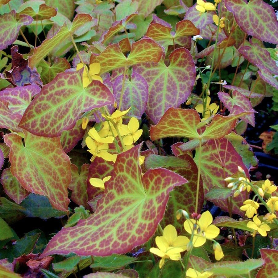 Epimedium per. 'Frohnleiten' - Barrenwort from Babikow Wholesale Nursery