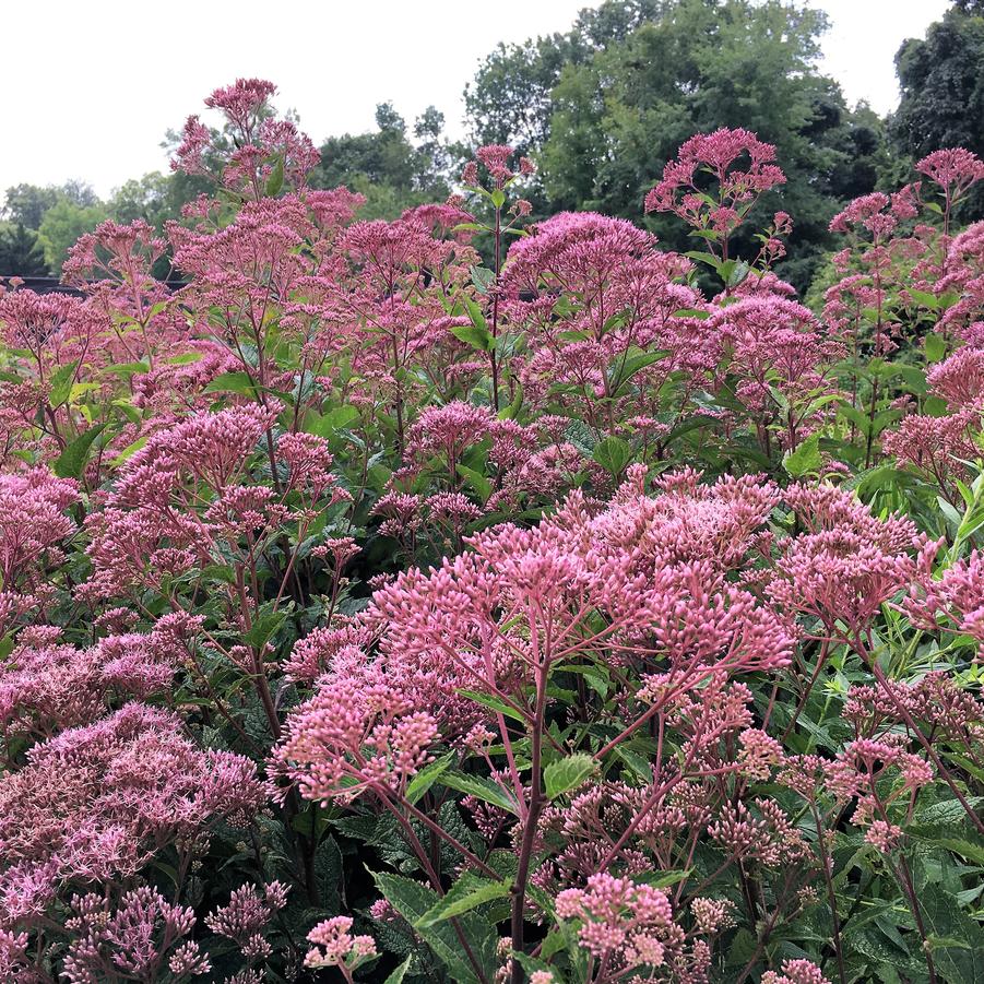 Eupatorium mac. 'Gateway' - Joe Pye Weed from Babikow Wholesale Nursery