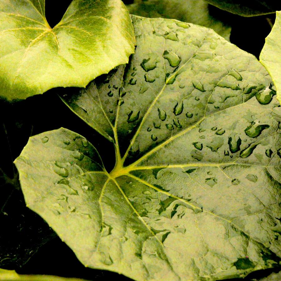 Farfugium 'Giganteum' - Giant Leopard Plant from Babikow Wholesale Nursery