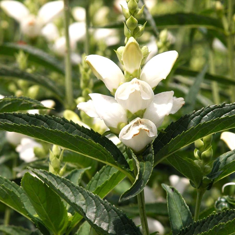 Chelone glabra - White Turtlehead from Babikow Wholesale Nursery