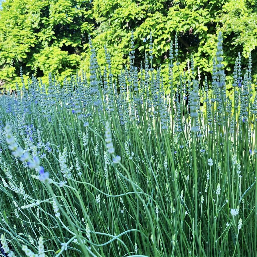 Lavandula int. 'Grosso' - Lavender from Babikow Wholesale Nursery