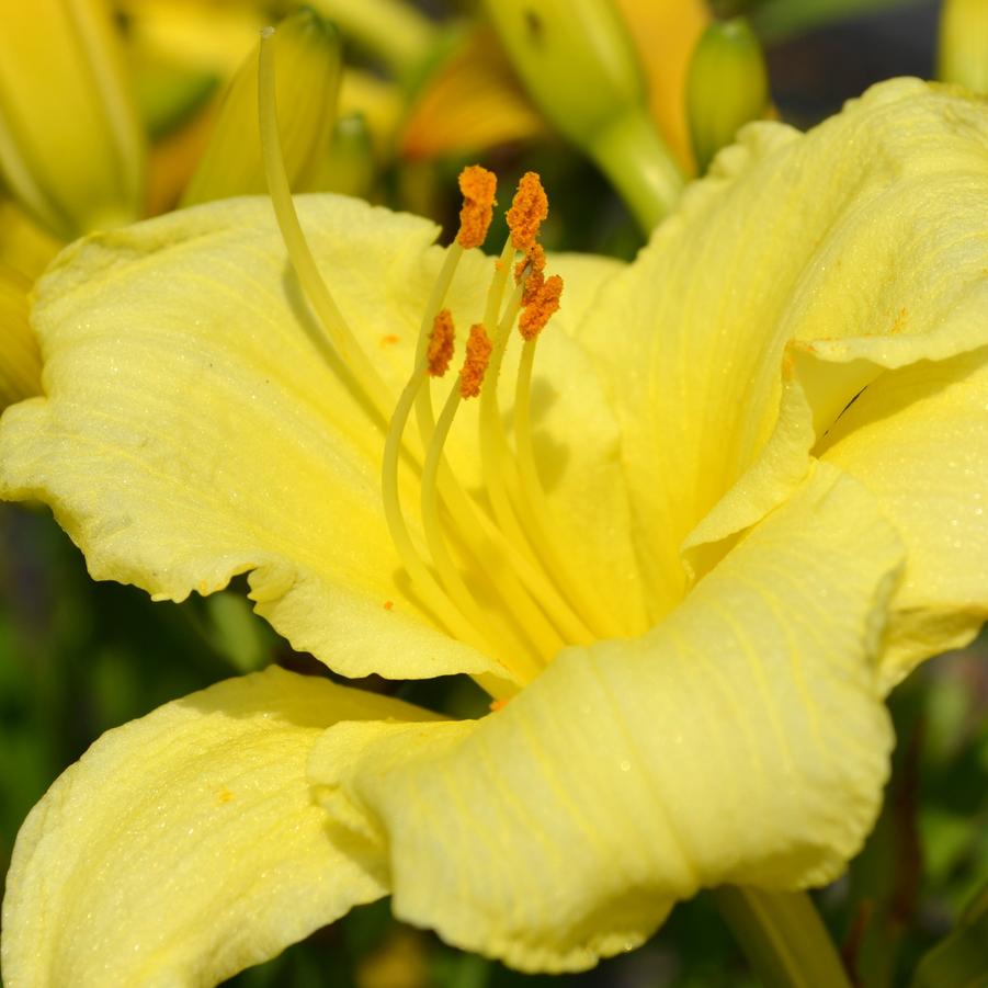 Hemerocallis 'Happy Returns' - Daylily from Babikow Wholesale Nursery