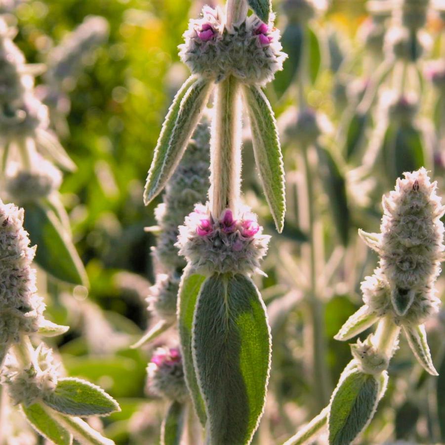 Stachys byz. 'Helene von Stein' - Lamb's Ear from Babikow Wholesale Nursery