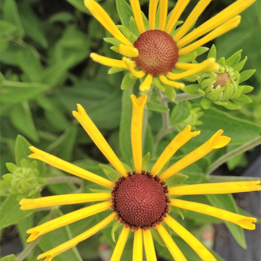 Rudbeckia sub. 'Henry Eilers' - Sweet Coneflower from Babikow Wholesale Nursery