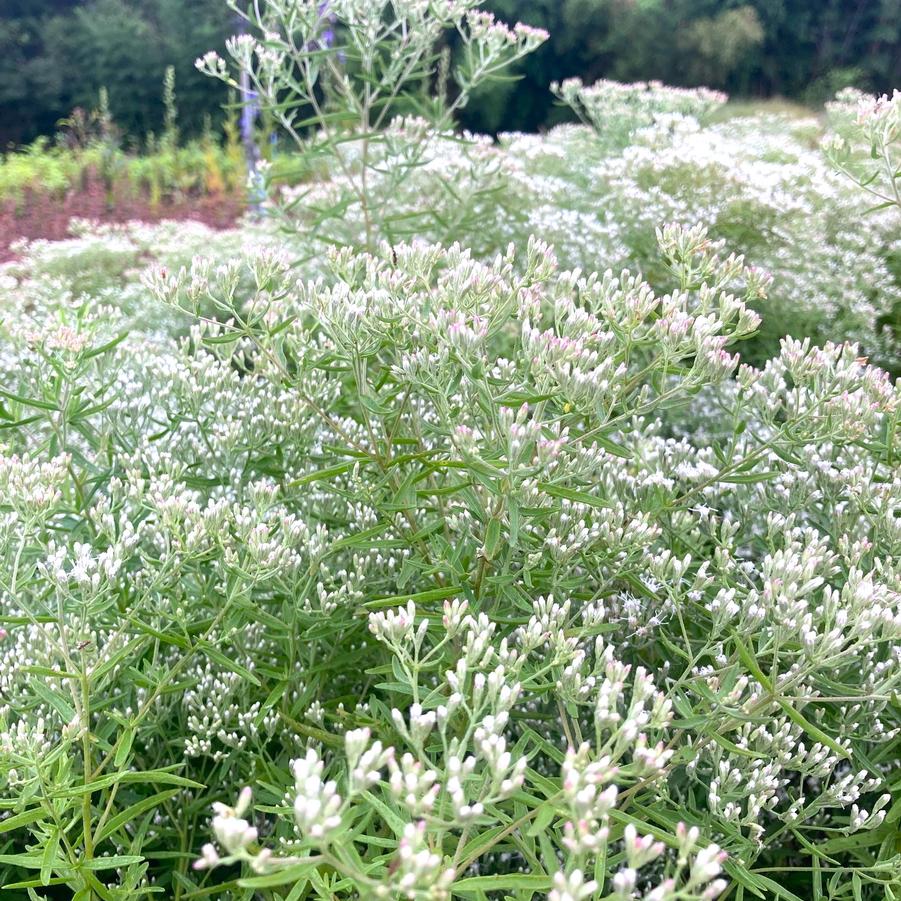 Eupatorium hyssopifolium - Hyssop-leaved Thoroughwort from Babikow Wholesale Nursery