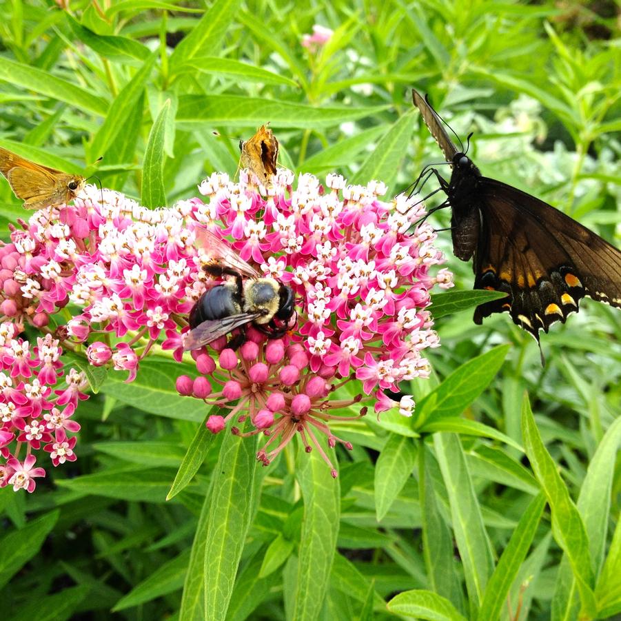 Asclepias incarnata - Swamp Milkweed from Babikow Wholesale Nursery