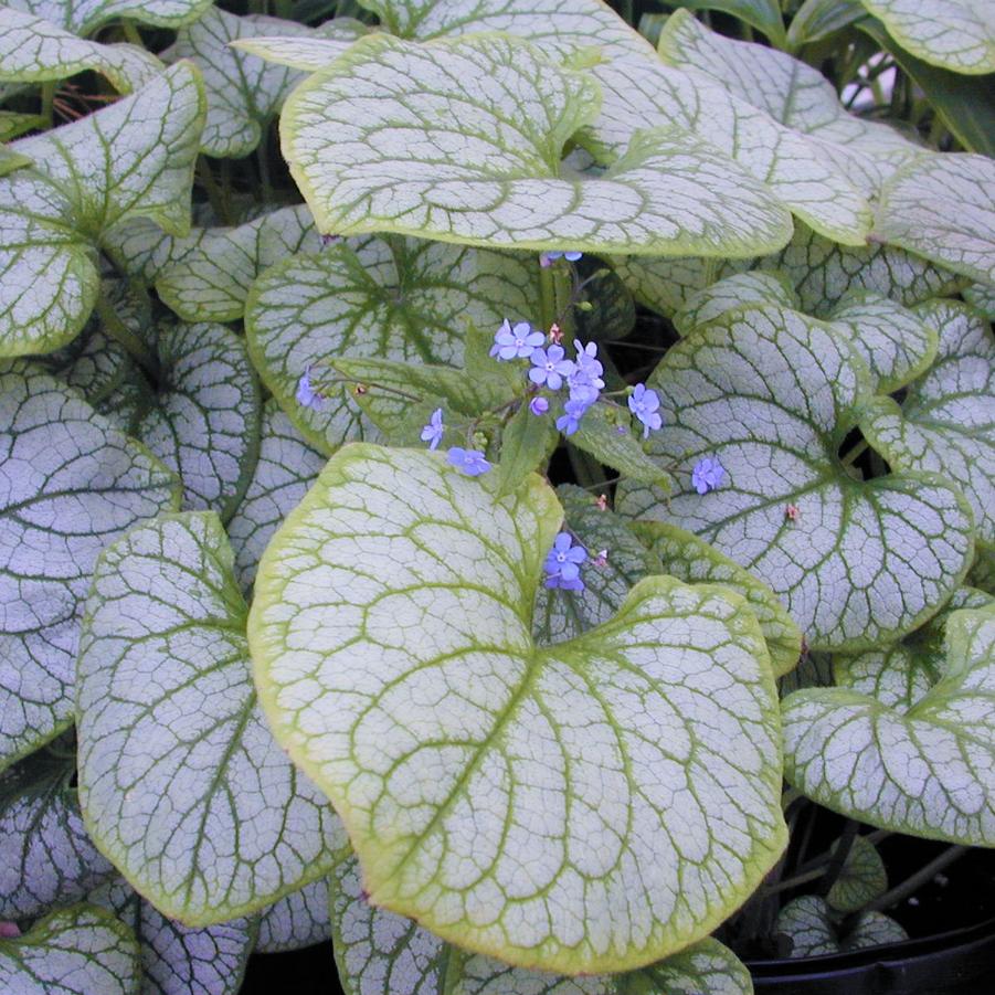 Brunnera 'Jack Frost' - Siberian Bugloss from Babikow Wholesale Nursery