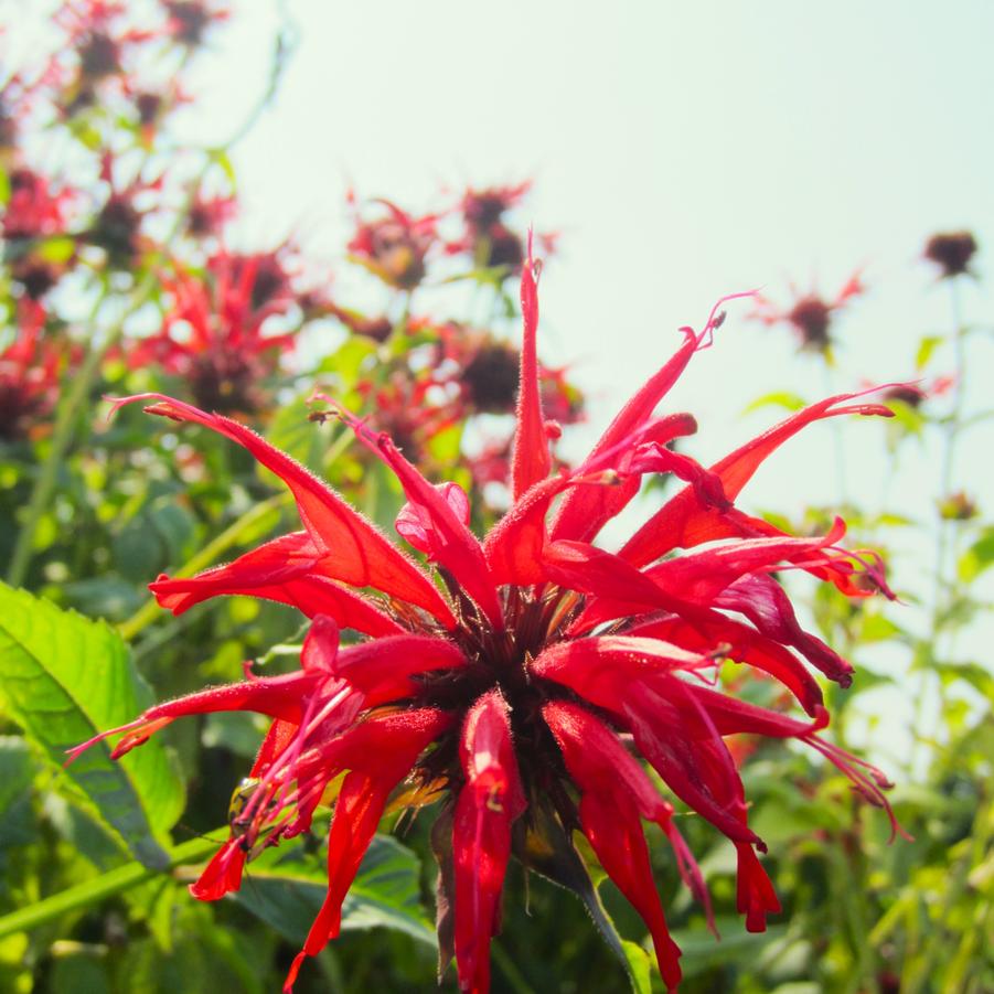 Monarda did. 'Jacob Kline' - Bee Balm from Babikow Wholesale Nursery