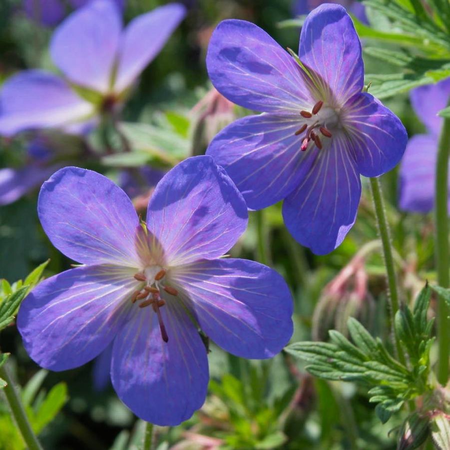 Geranium 'Johnson's Blue' - Crane's Bill from Babikow Wholesale Nursery