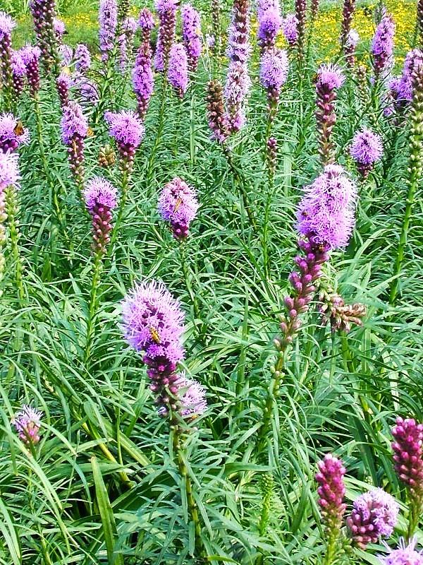 Liatris spi. 'Kobold' - Gayfeather from Babikow Wholesale Nursery