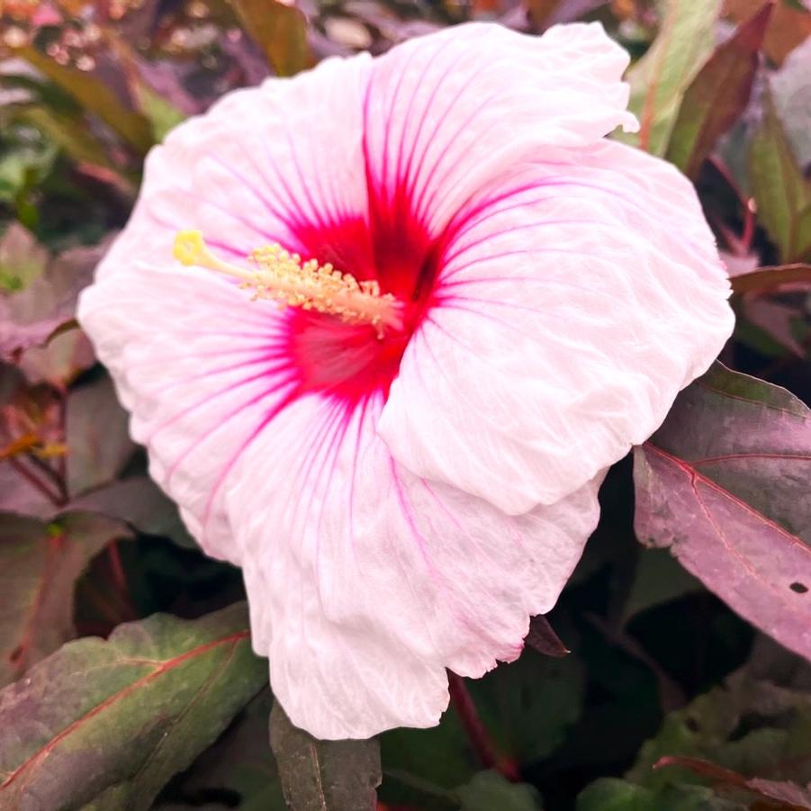 Hibiscus 'Kopper King' - Rose Mallow from Babikow Wholesale Nursery