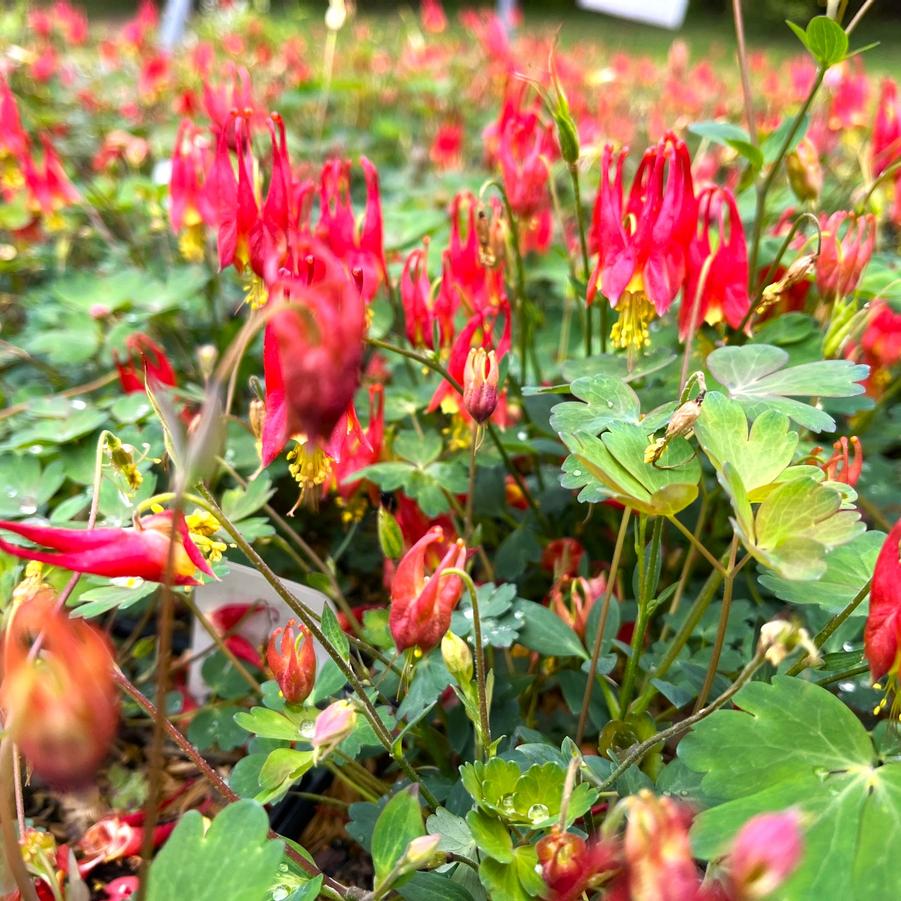 Aquilegia can. 'Little Lanterns' - Wild Columbine from Babikow Wholesale Nursery