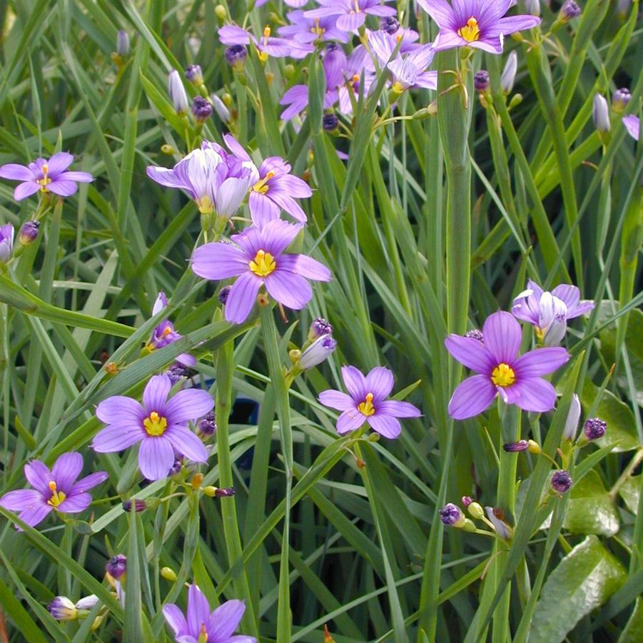 Sisyrinchium ang. 'Lucerne' - Blue Eyed Grass from Babikow Wholesale Nursery