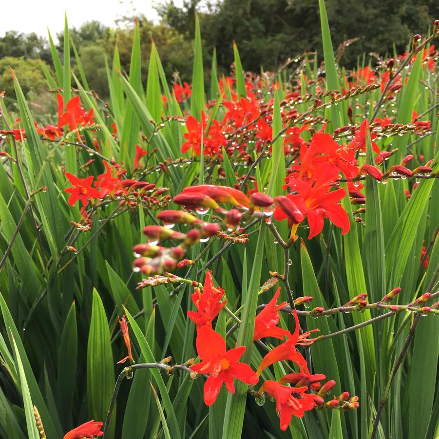 Crocosmia x 'Lucifer' - Montbretia from Babikow Wholesale Nursery