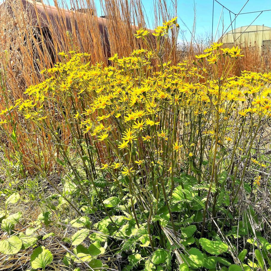 Packera aurea syn. Senecio Aureus from Babikow