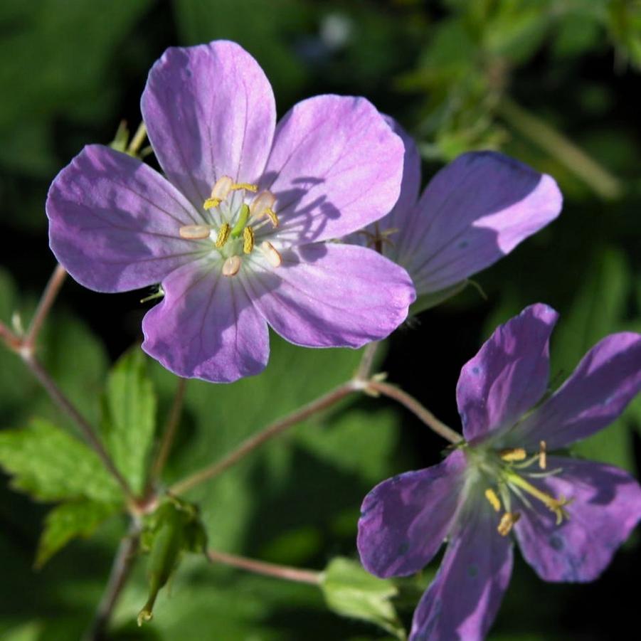 Geranium maculatum - Wild Geranium from Babikow Wholesale Nursery